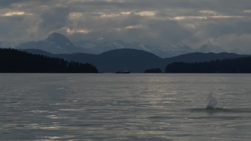 A fish leaps from a calm lake against a backdrop of misty mountains at dusk