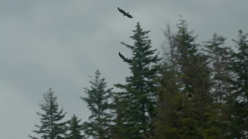 Birds soar above tall evergreen trees under a cloudy sky