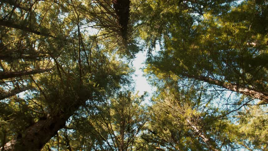 Tall trees forming a canopy viewed from the forest floor looking upward
