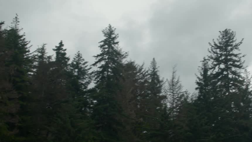 Two birds flying in a forest on a cloudy day