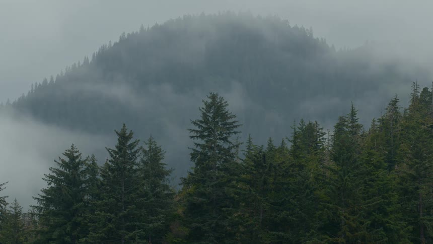A misty mountain rises behind a dense evergreen forest under an overcast sky