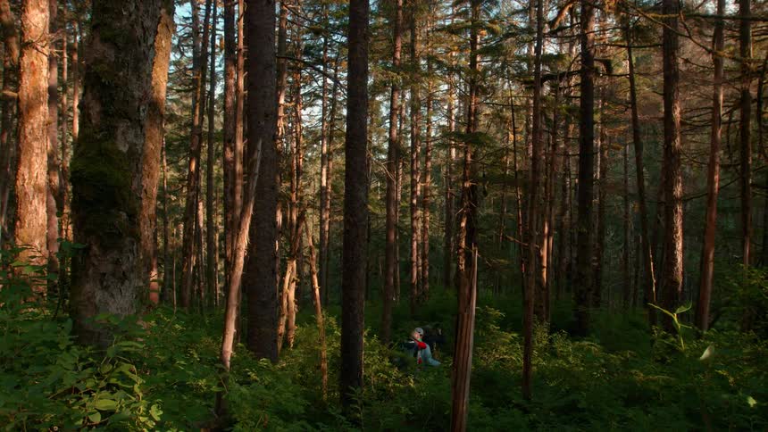 Hikers walk through a dense sunlit forest surrounded by tall trees