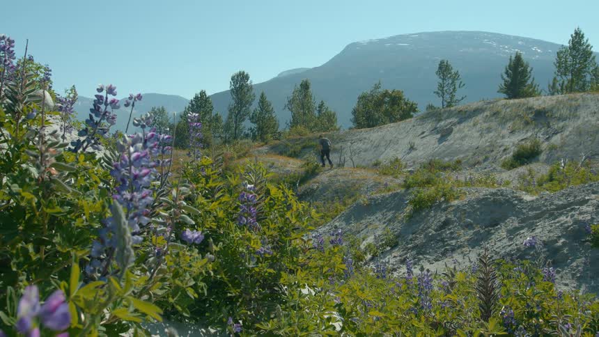 Person hiking on a mountain trail surrounded by wildflowers