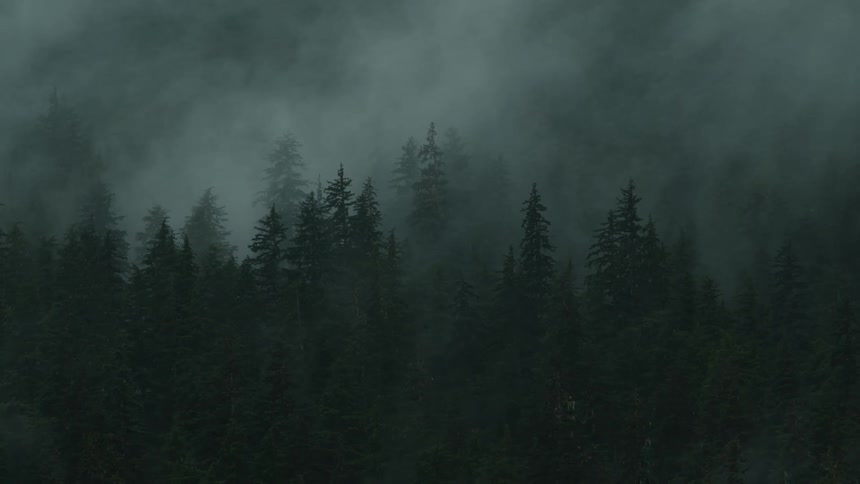 Mist and fog is surrounding the pine trees in the forest