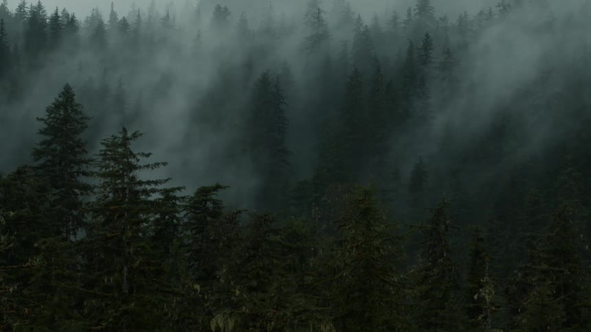 Coniferous forest with fog