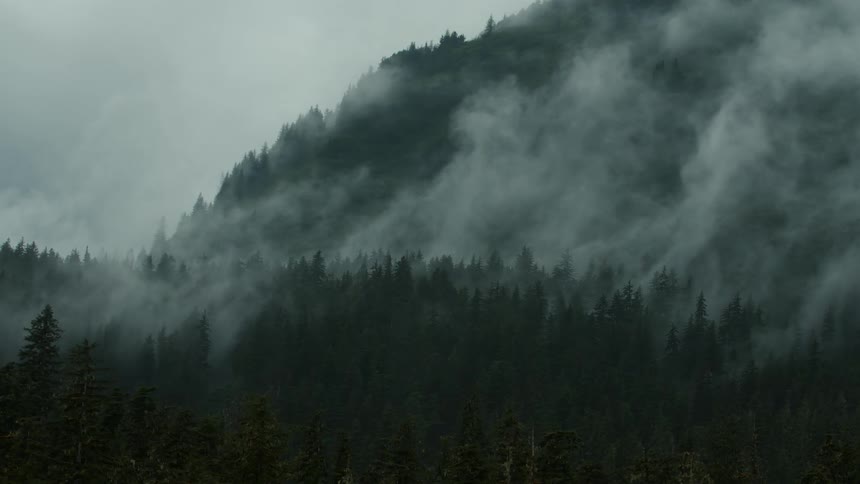 Thick mist and fog is coming from the trees in the forest