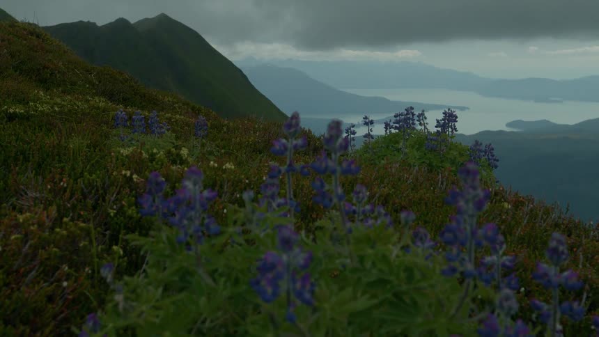 Purple wildflowers bloom on a lush green mountainside that overlooks a vast body of water and distant mountains under a cloudy sky