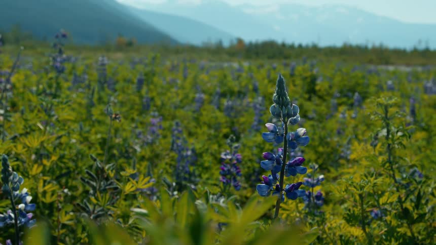 Close up of blue flowering plants in a field outdoors during daytime