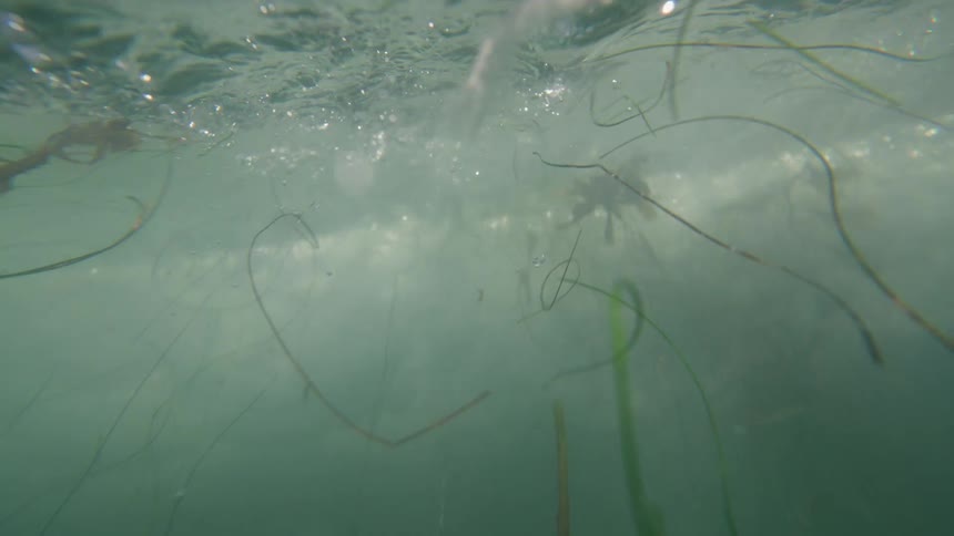 Plants and weeds are floating under the body of water