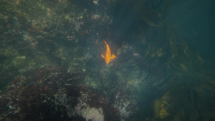 A gold fish swimming alone in a body of water