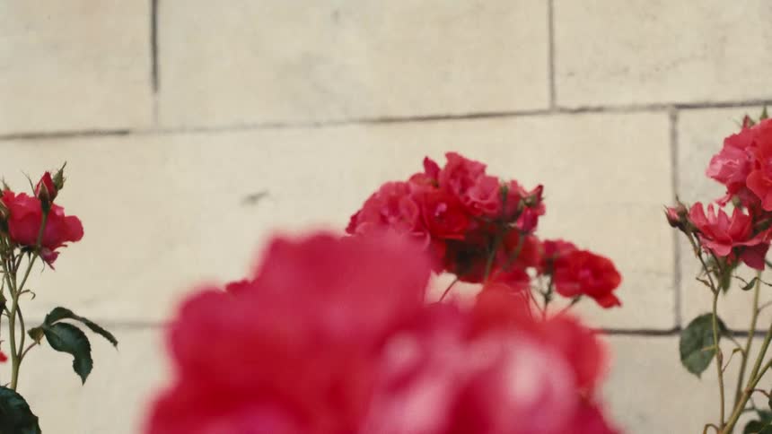 Red roses bloom in front of a beige brick wall