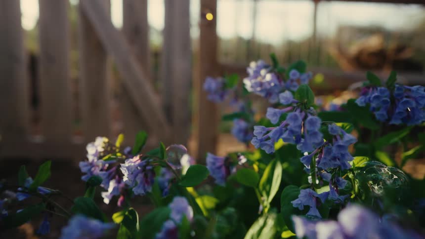 Purple flowers bloom in soft sunlight in a garden setting
