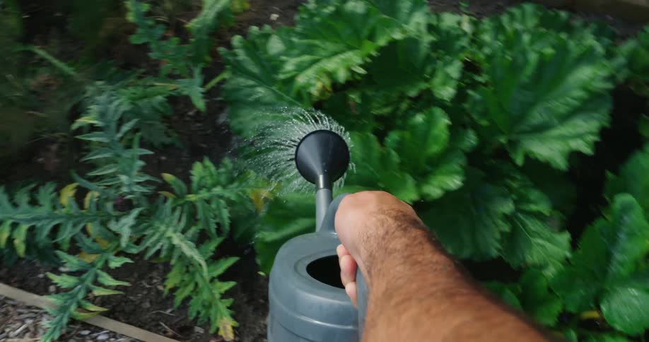 Person watering green plants