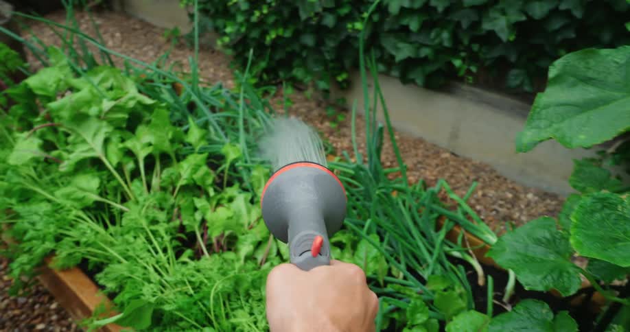Hand with a hose watering plants and vegetables