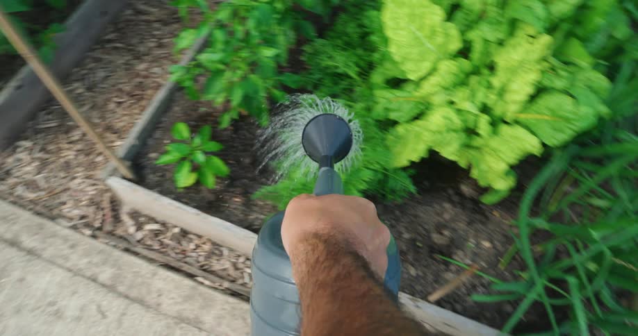 Person with a gallon watering a vegetable garden