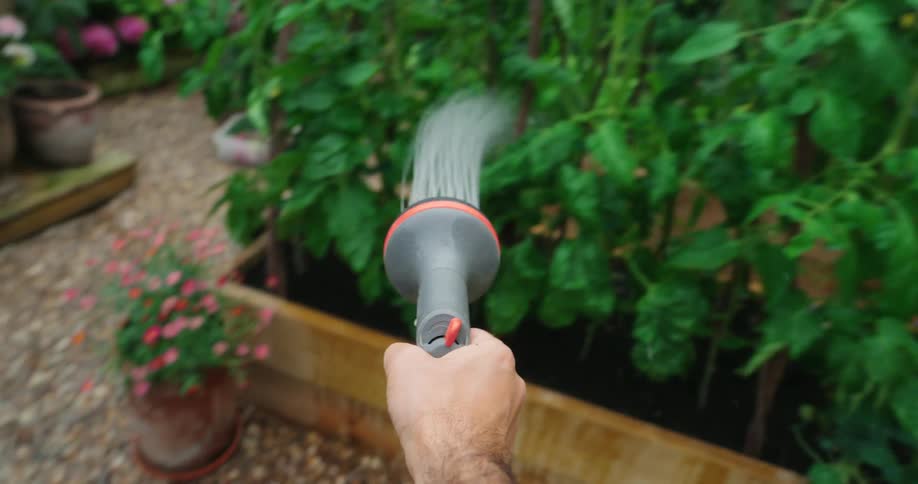 People holding a hose and spraying water on green plants