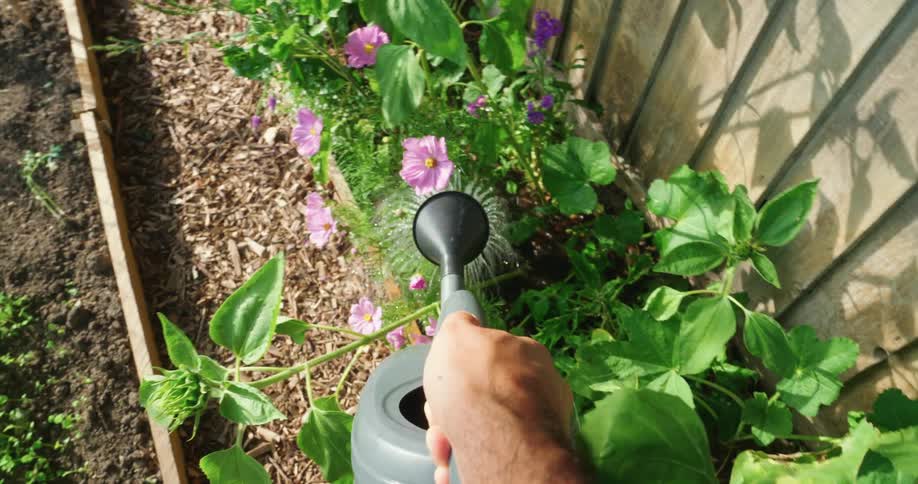 Person watering flowers in a flowerbed