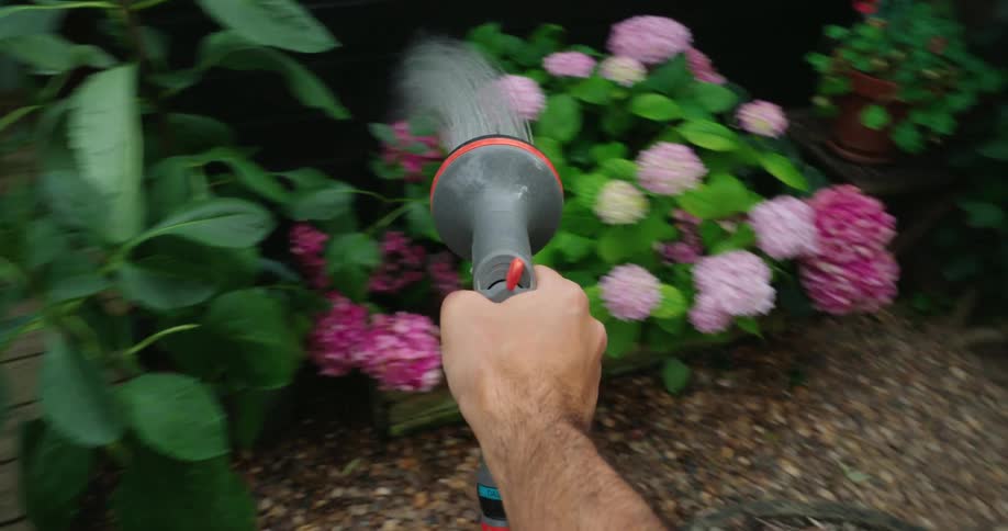A person waters blooming hydrangea flowers in a garden with a hose nozzle