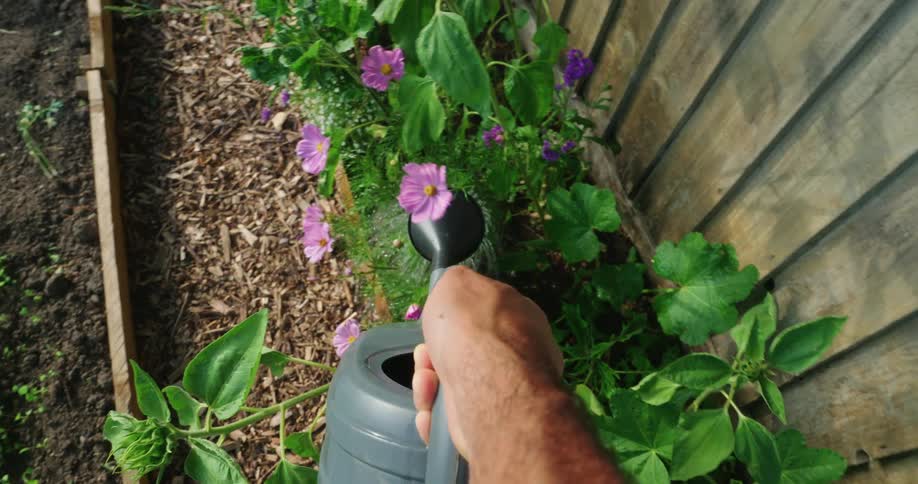 Point of view watering flower garden with plastic watering can