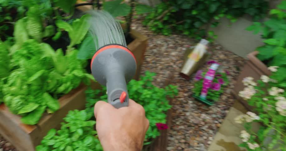Hand with a hose picking vegetables in a vegetable garden