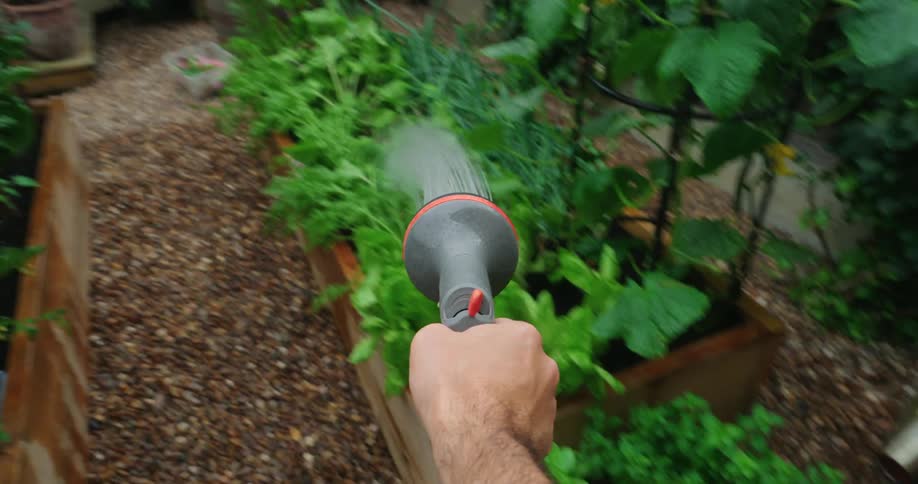 Person watering vegetables and plants in a vegetable garden with a hose