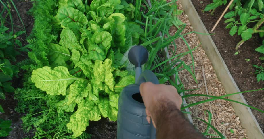 Person with a gallon watering vegetables in a vegetable garden