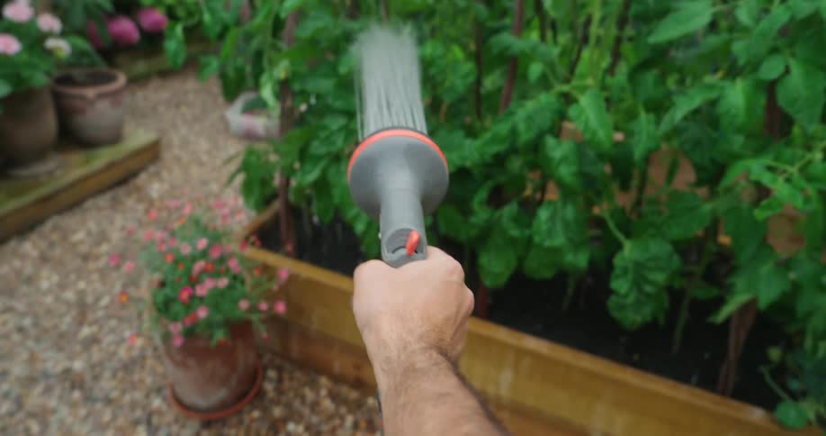 People holding a hose and spraying water on plants