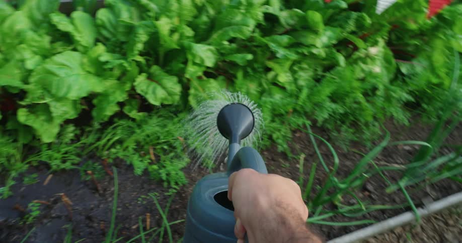 A person waters lush green vegetables in a garden bed with a watering can
