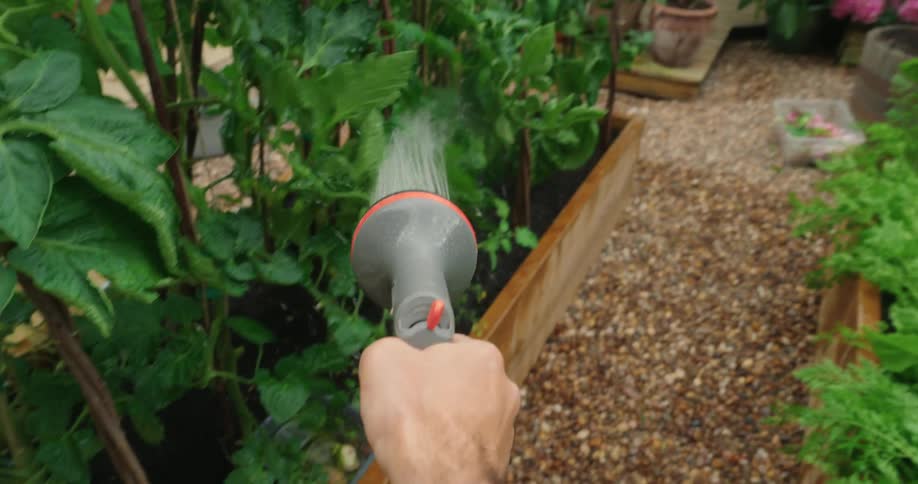 Plants and vegetables being watered in a vegetable garden