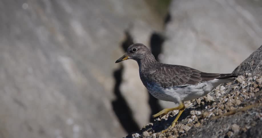 A grey and white bird walks on the edge of a rock