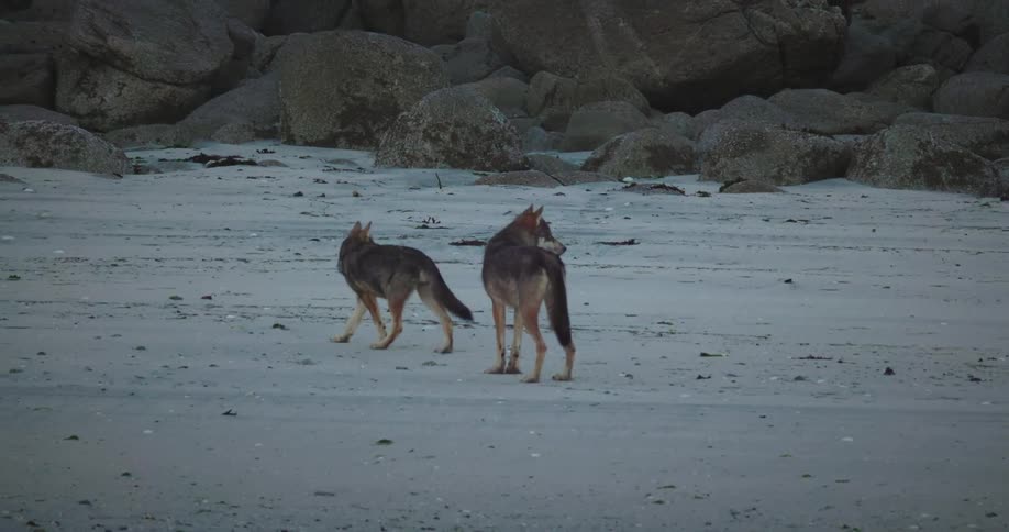 Two wolves walking in a natural area