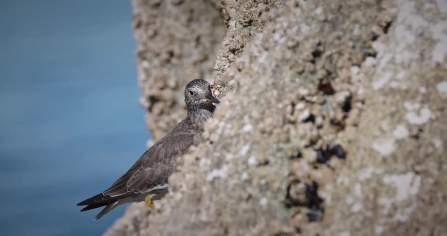 A bird stands on a rock with ocean water surrounding it at midday