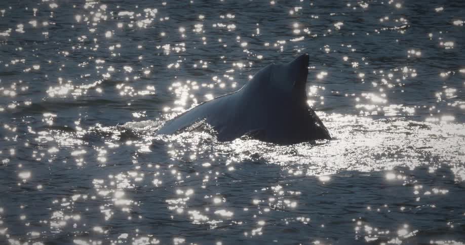 A humpback swims in the ocean water diving deep at midday