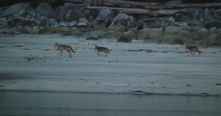 A pack of three wolves walks in a line across a sandy beach at the base of a rocky shoreline