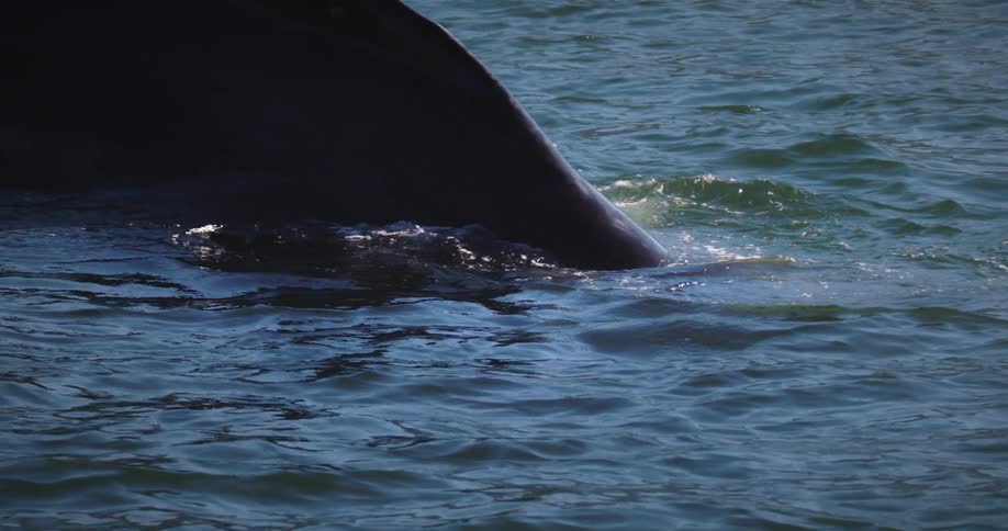 Whale swimming on the surface of the ocean