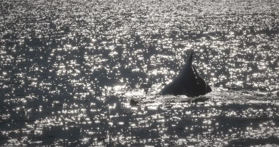 A large dark whale tail rises from a sparkling body of water glistening in the bright sunlight