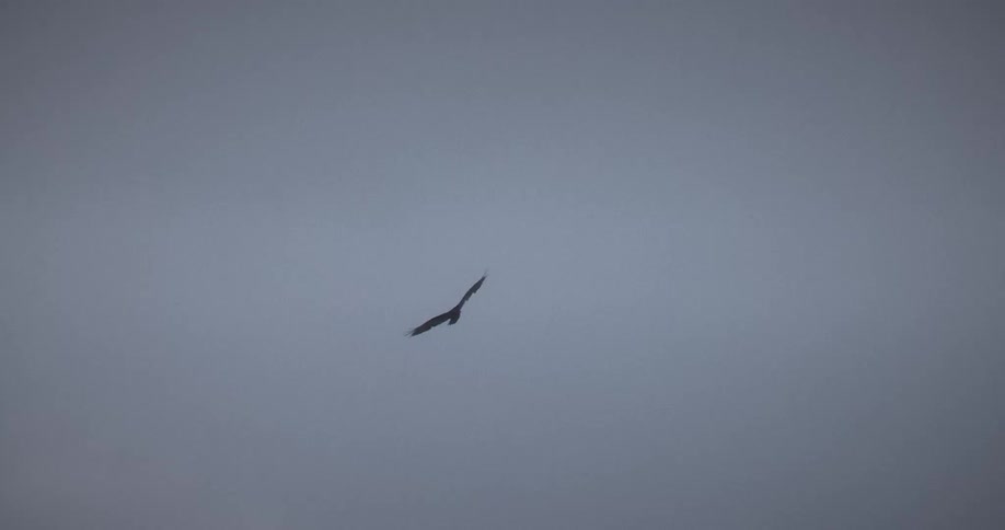 Bird flying against a cloudy sky