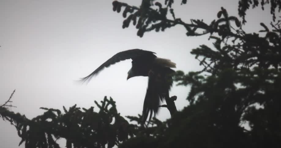 Eagle flying from a tree on a cloudy day