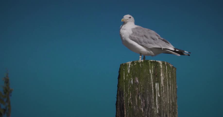 A seagull stands atop a mossy wooden post against a blue sky then flaps its wings and prepares to take off