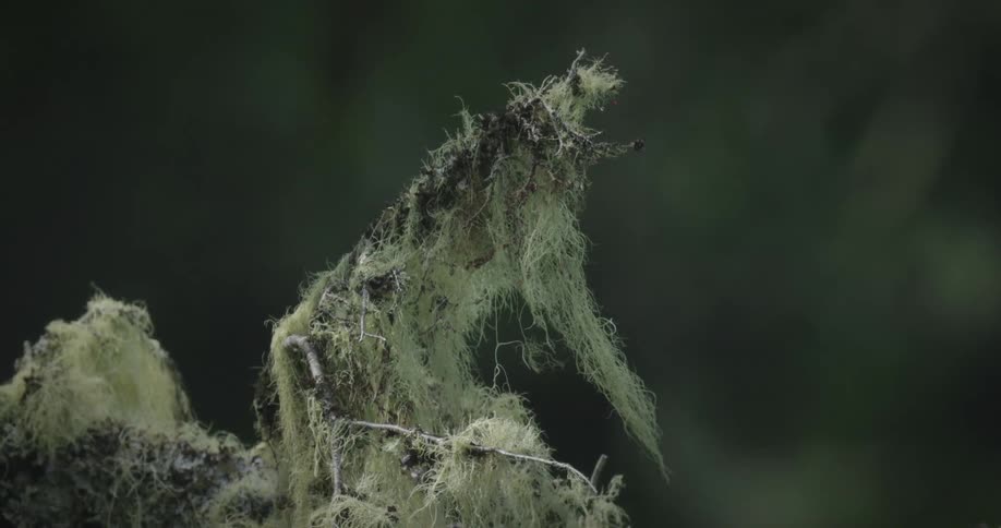 A branch covered in light green stringy lichen extends from the right side of the frame against a dark out of focus background