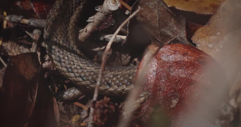 Snake moves over twigs and under fallen leaves during the daytime