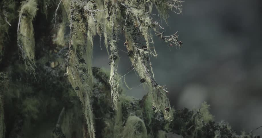 A detailed closeup shows pale green stringy lichen hanging from a mossy tree branch with small snails clinging to the foliage