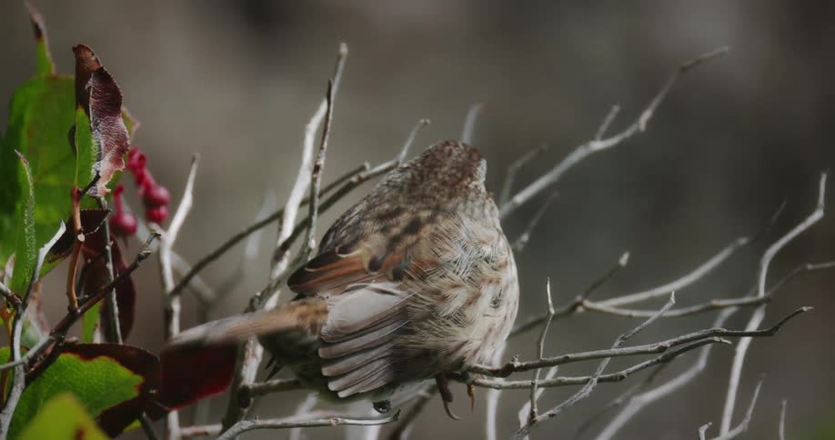 A brown and white sparrow with ruffled feathers perches on a branch with bare branches and a few red berries visible around it