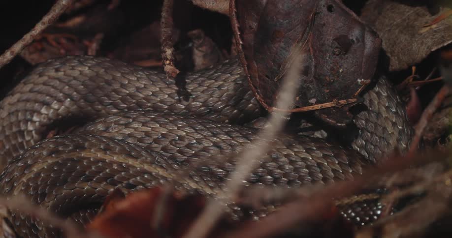 Gray snake among leaves
