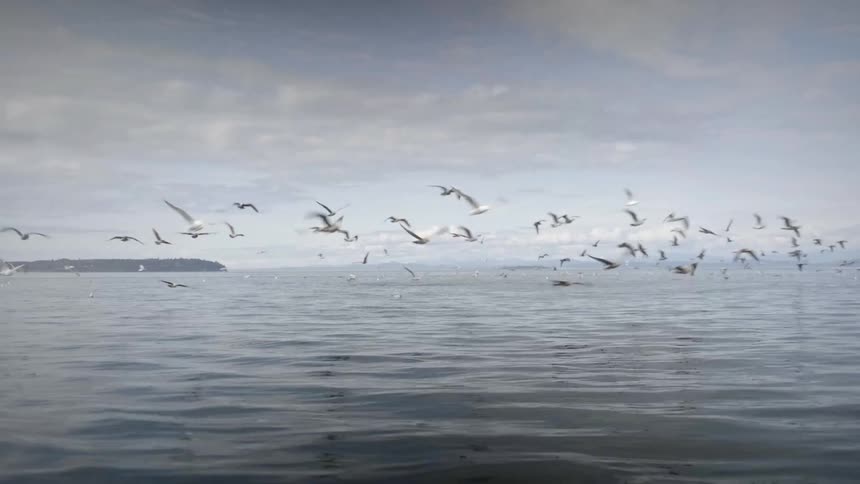 A wide body of water under a cloudy sky with many birds taking flight from the surface in the background a distant shoreline with a mountain range is visible