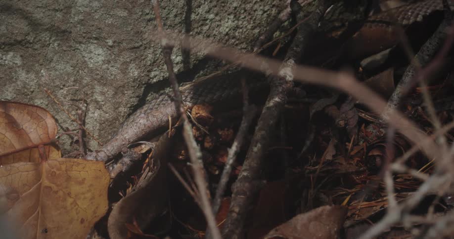 Close up of a black snake slithering under a rock outdoors during daytime