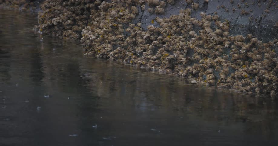 Hull of a boat covered in barnacles and mollusks is reflected in the dark water of the harbor