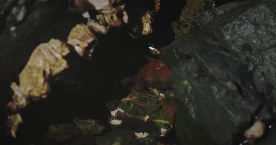 A brown crab rests between dark rocks with water rising up and down