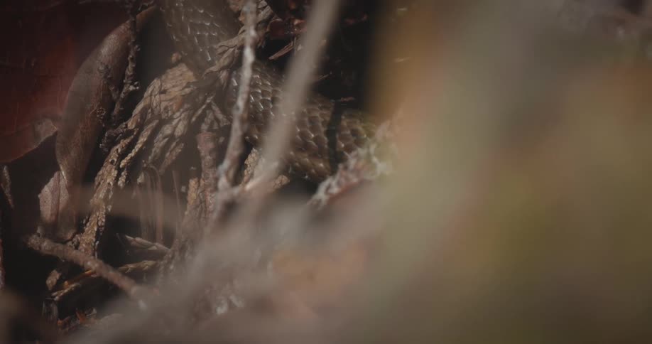 A snake slithering in a tangle of brown roots and twigs fills the forest floor in a closeup view