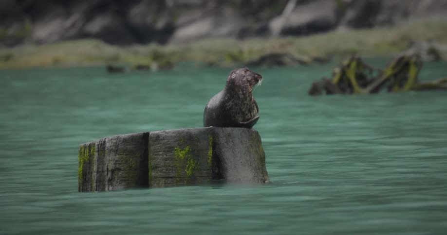 The seal is laying on a log in the water